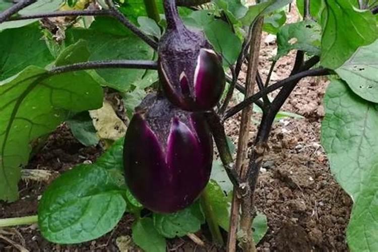 玉米用打叶面肥吗 使用注意事项有哪些