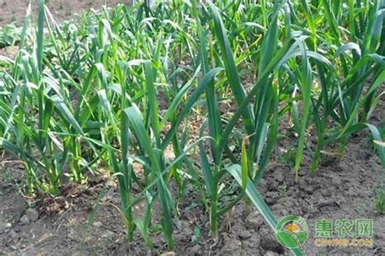 柑橘采摘后施什么肥料