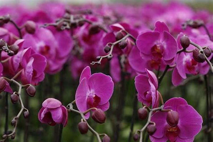 蝴蝶兰花应该怎样施肥？施营养液可以吗？花开过之后什么时候剪掉茎