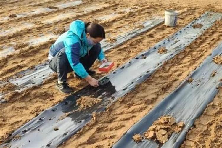 玉米刚出苗能打除草剂吗