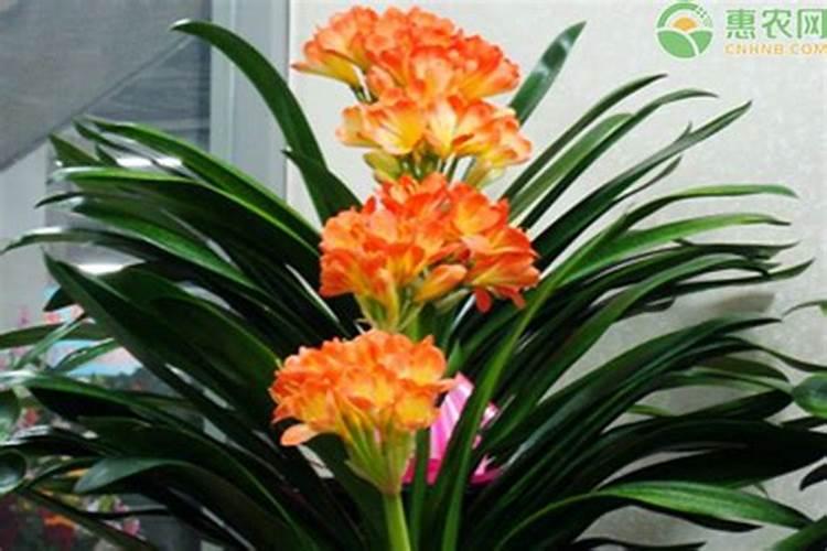 水溶肥当叶面肥打效果怎么样