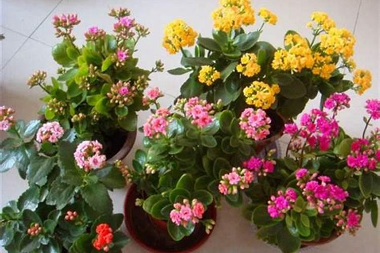 长寿花施肥方法