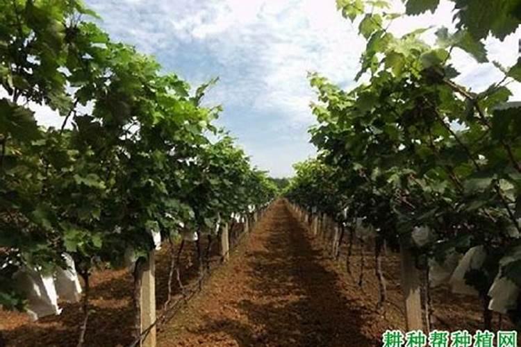 西红柿快一个月了个头不大？