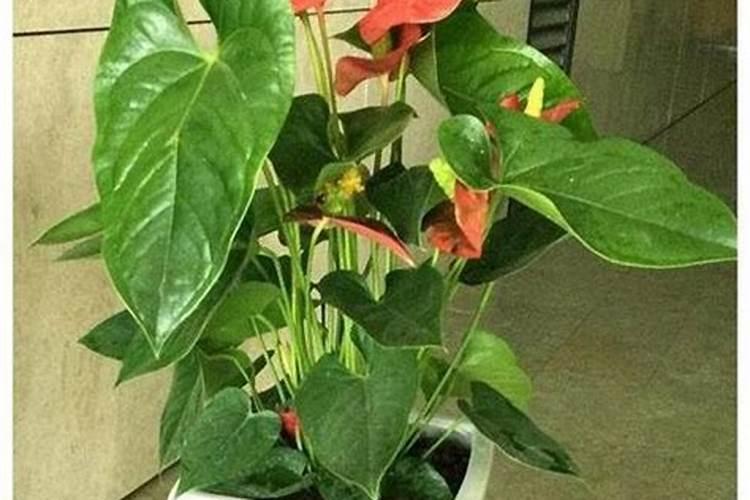 大量元素水溶肥料和复合肥的区别