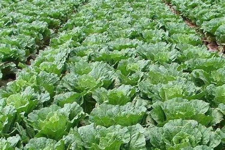 效果好的水溶肥是哪家