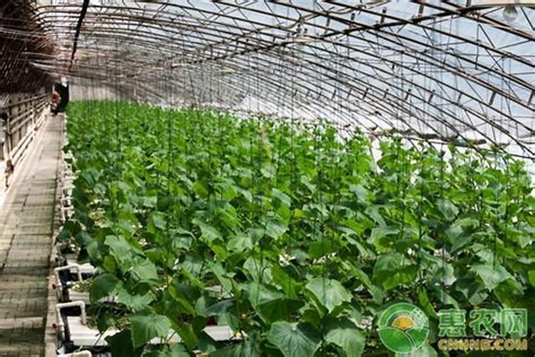 小树苗用什么肥料长得快