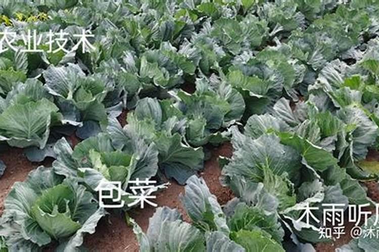 包菜施肥时间和方法