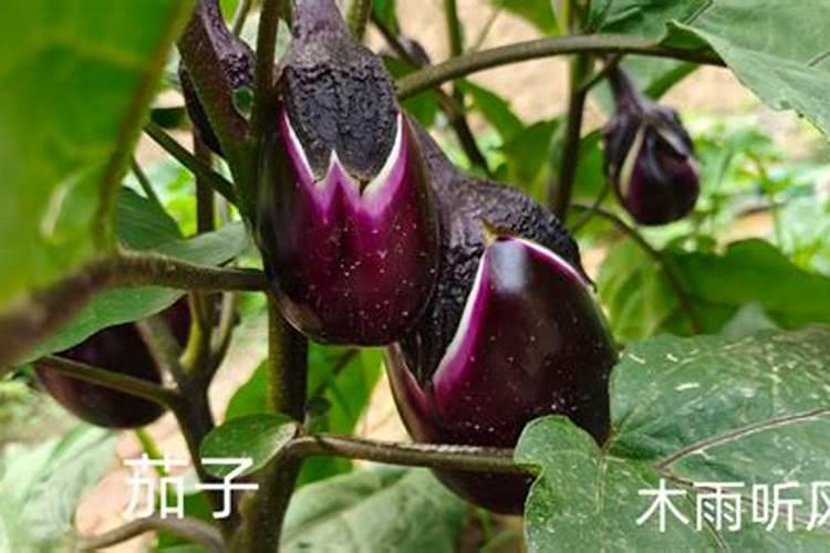 如何给磨芋施肥呢