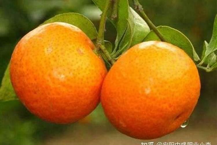 萝卜施肥用什么肥料