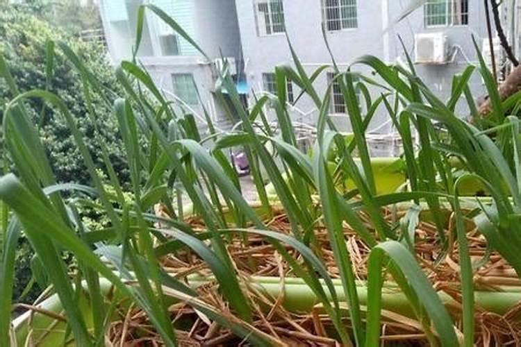 大棚韭菜叶面肥白醋