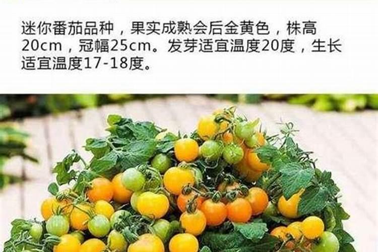 种香蕉18片叶多久浇水一次 种香蕉怎么浇水