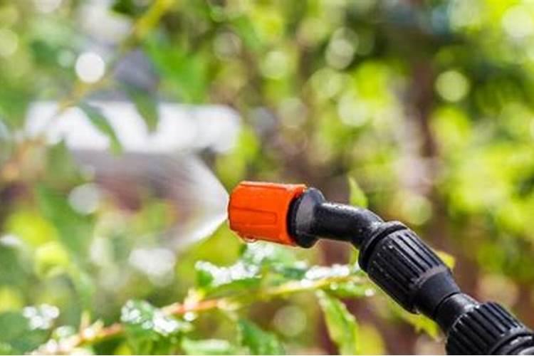 发财树每天往叶子上喷水好吗