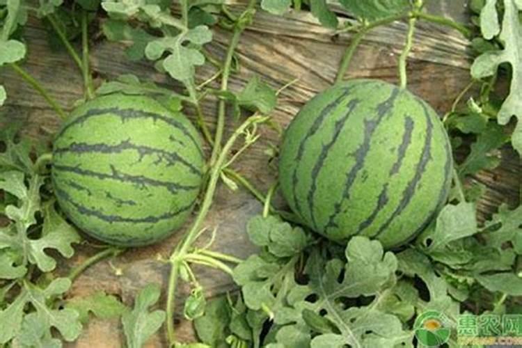 种植西瓜用什么肥料最佳