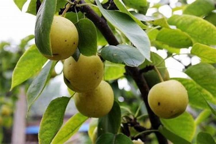 茉莉花一般施什么肥料好