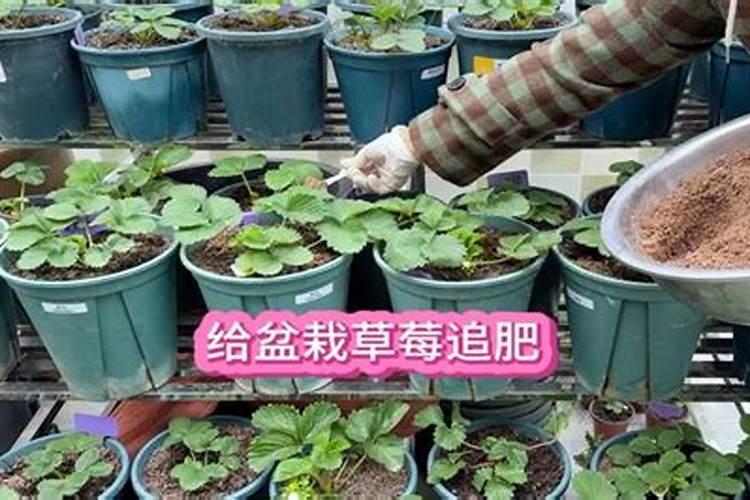 东港市绿丰农业科技有限公司怎么样？