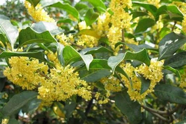 桂花怎么施肥