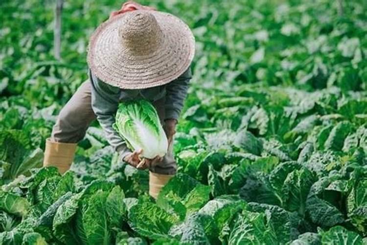 生吃土瓜对身体有什么营养或害处？