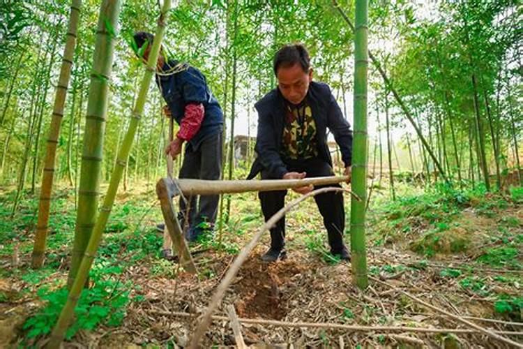 硼砂叶面喷施注意事项