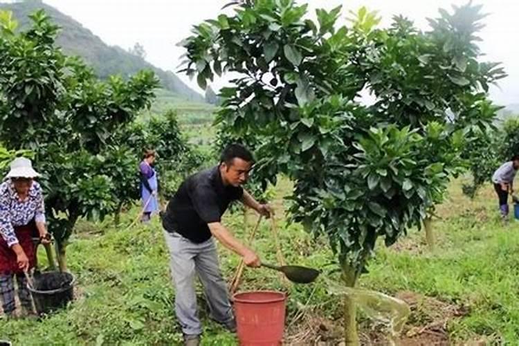 辣椒什么时候施肥好