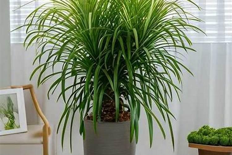 硝酸铵钙肥料喷施方法