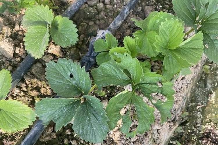 风扇是叶片大好还是小的好