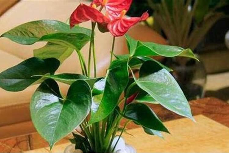 红掌怎么养才能开花