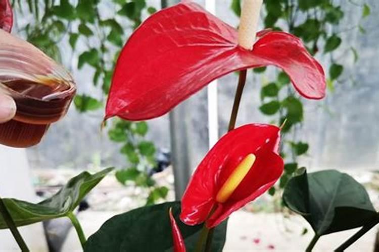 红掌开完花怎么办