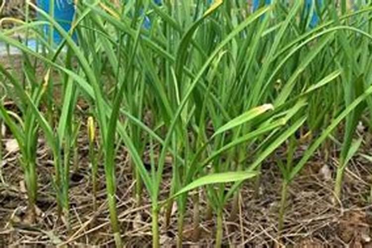 三宁肥料和鄂中哪个好