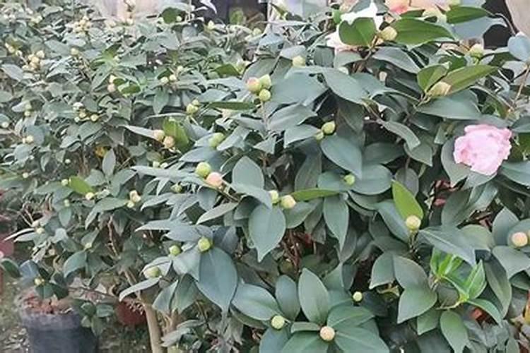 茶花上肥方法 氮肥催春梢
