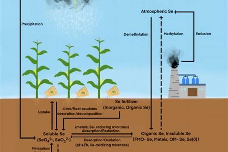 补充硒元素的叶面肥有哪些？