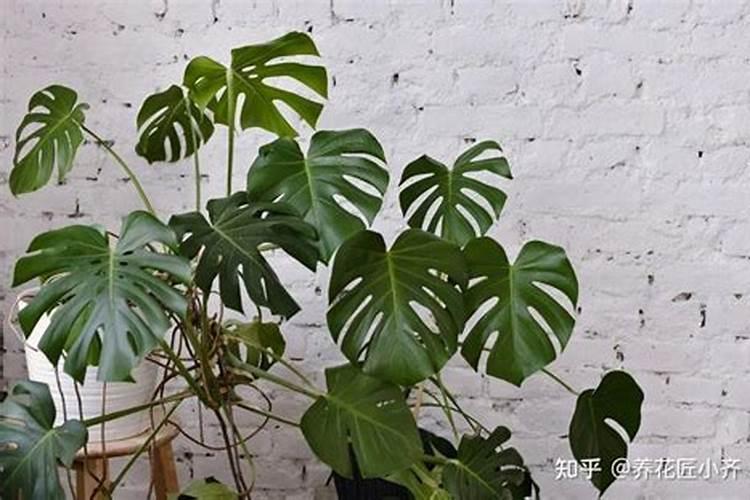 绿萝如何施肥