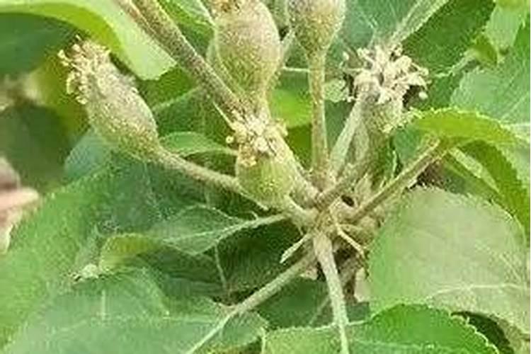 丽格海棠有花苞不开花