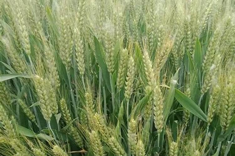 有机肥料氮磷钾全量和有机质的化验方法