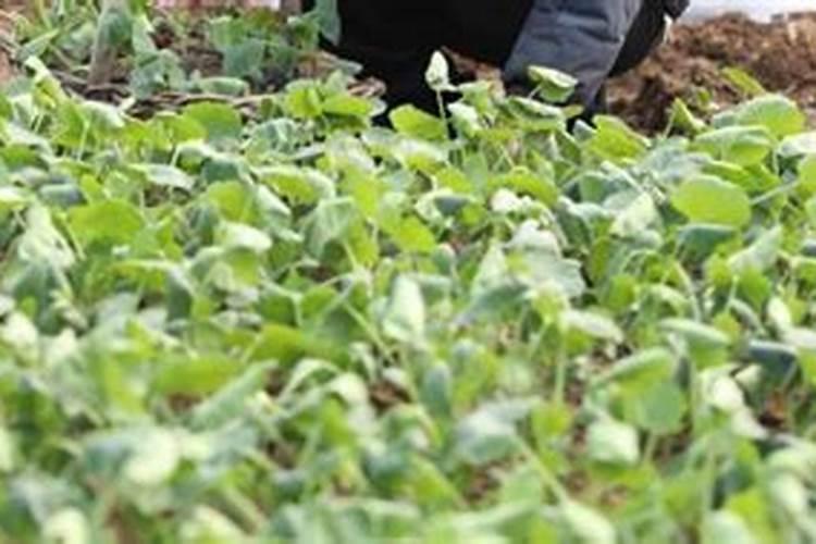 菜苗移栽几天后可施肥