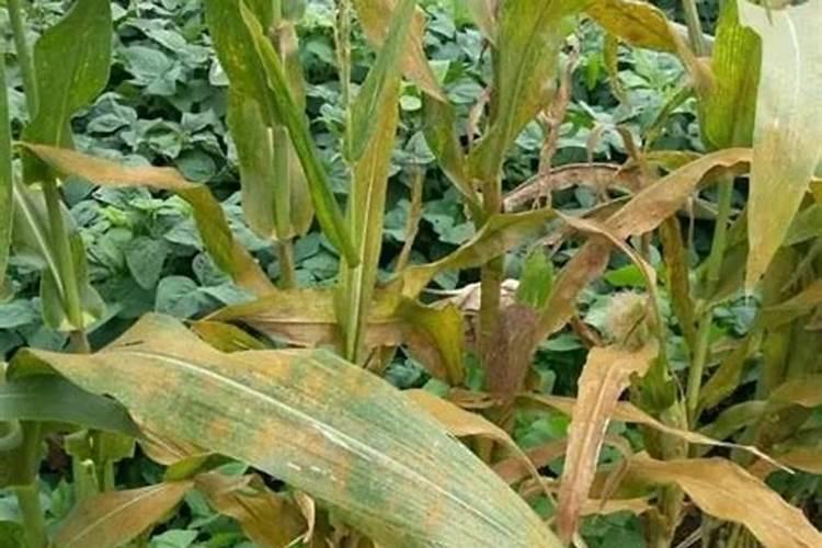 磷肥过量会导致什么后果？