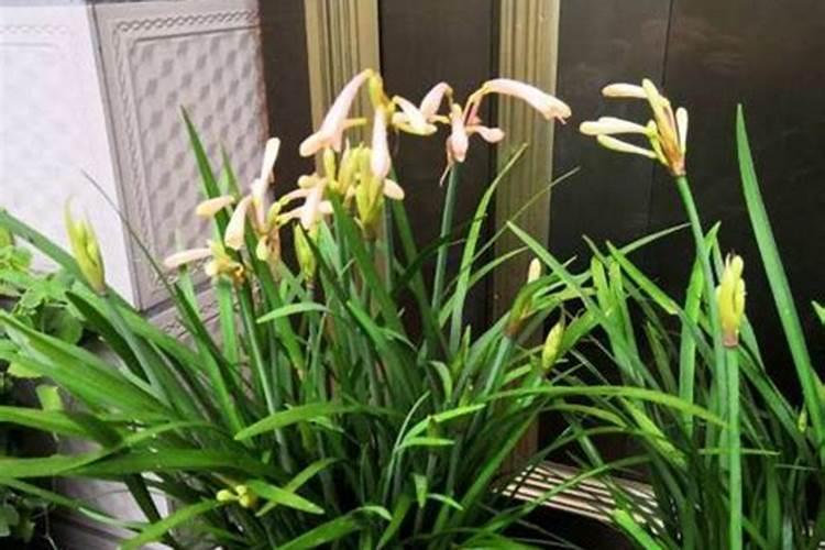 茶花冬天怎么养