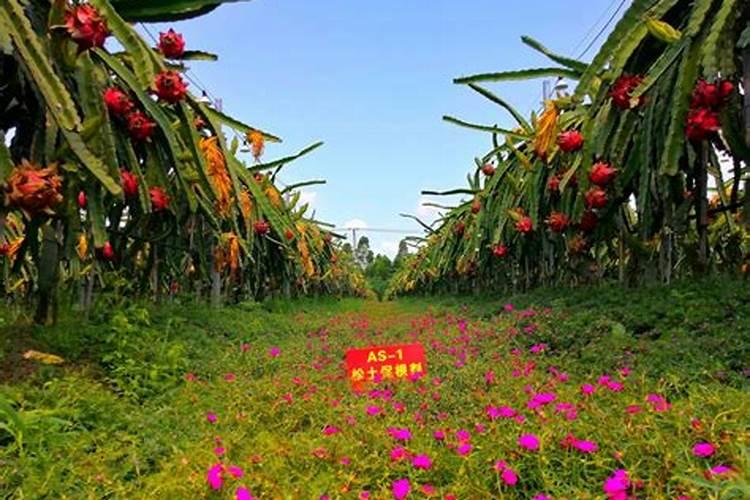 花生喷施硼肥最佳时间 使用注意事项有哪些