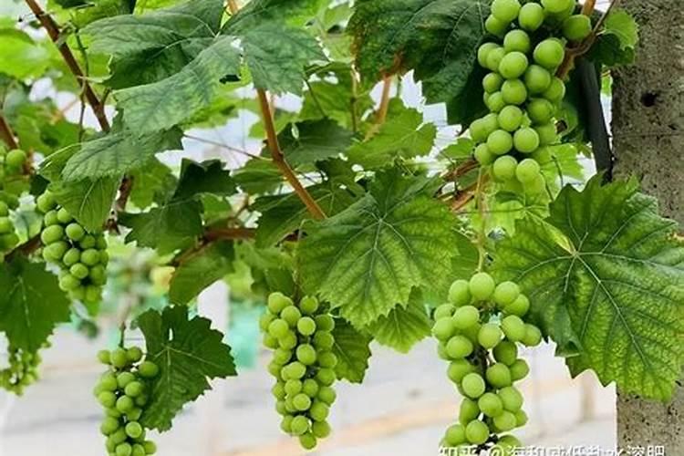 一斤水溶肥相当几斤复合肥