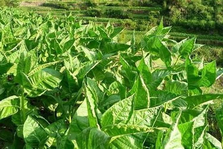 芍药施什么肥最好