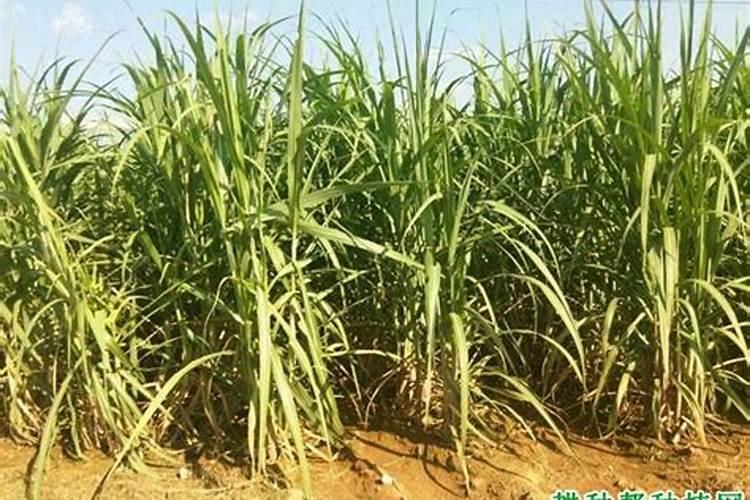 北方种植甘蔗用什么肥料好