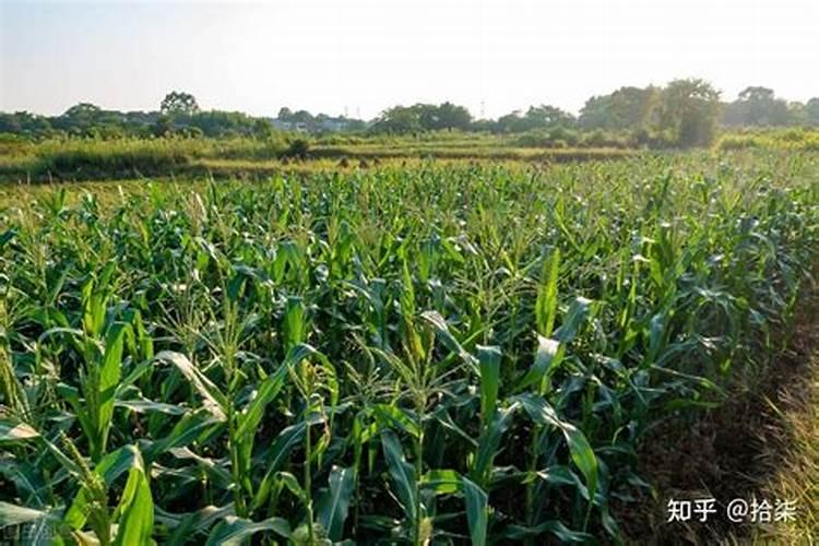 玉米一号氨基酸水溶肥和磷酸二氢钾和尿素能不能混打玉米地呢