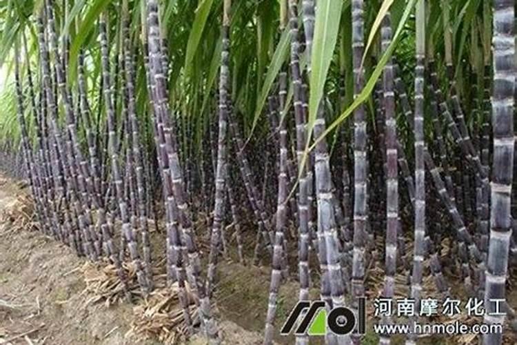 豇豆多久浇一次水好些