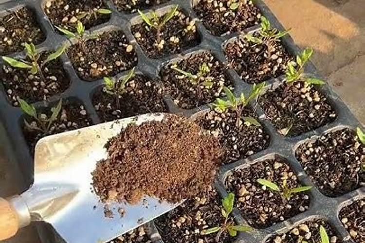 第一年葡萄小苗施什么肥(刚种葡萄苗用什么肥料长得快)