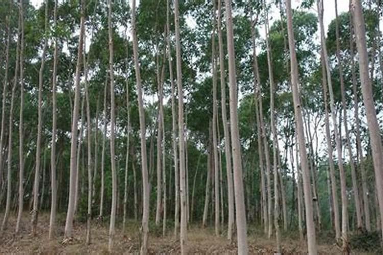 龟背竹黄叶的原因和处理办法