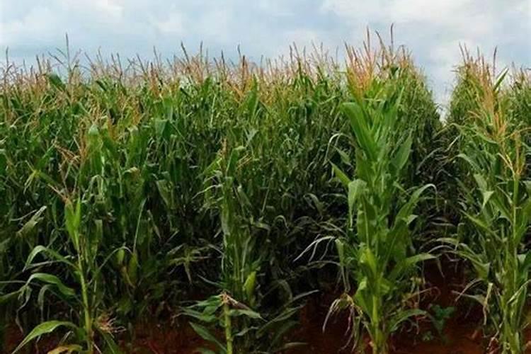 玉米底肥追肥的比例