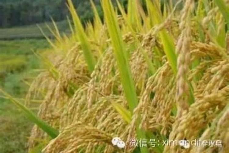 什么肥料磷肥含量高