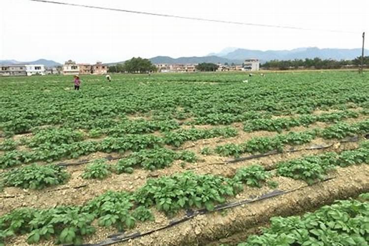 猕猴桃的营养成分有哪些？