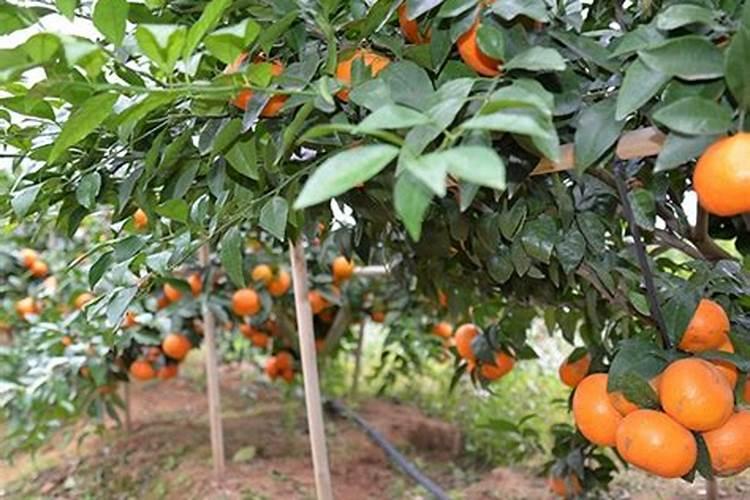 矿源黄腐酸钾价格多少钱一吨？矿源黄腐酸钾多久使用一次？矿源黄腐酸...