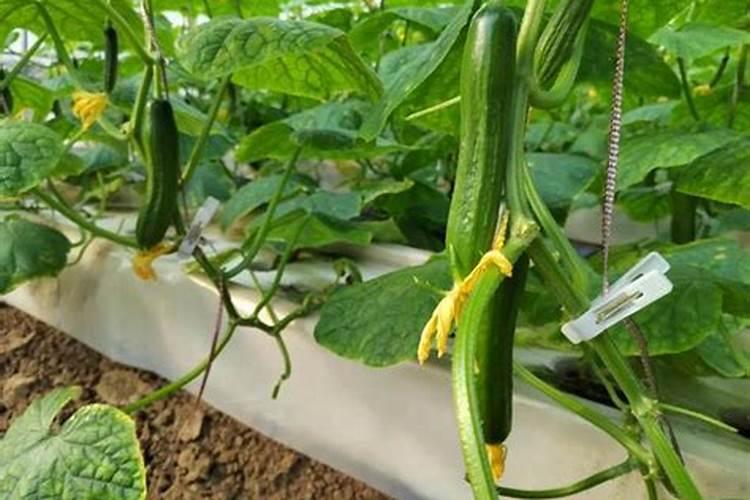 瓜果种植可以用罗布泊硫酸钾吗？