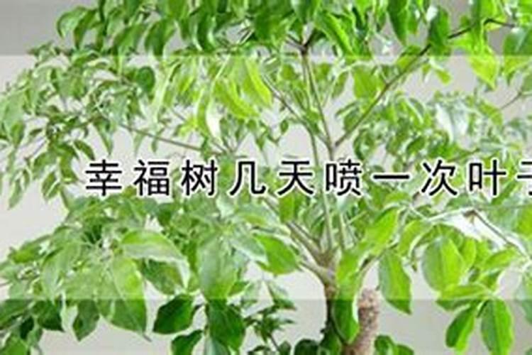 发财树多少天打一次叶面肥